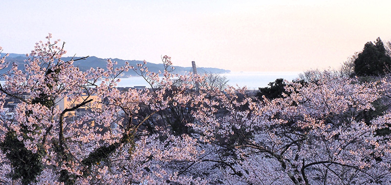 朝日山公園の桜